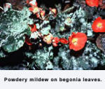 Powdery Mildew on begonia leaves