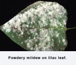 Powdery mildew on lilac leaf