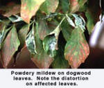 P.M. on Dogwood leaves
