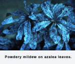 azalea leaves