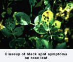 Closeup of black spot symptoms on rose leaf
