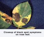 Closeup of black spot symptoms on rose leaf
